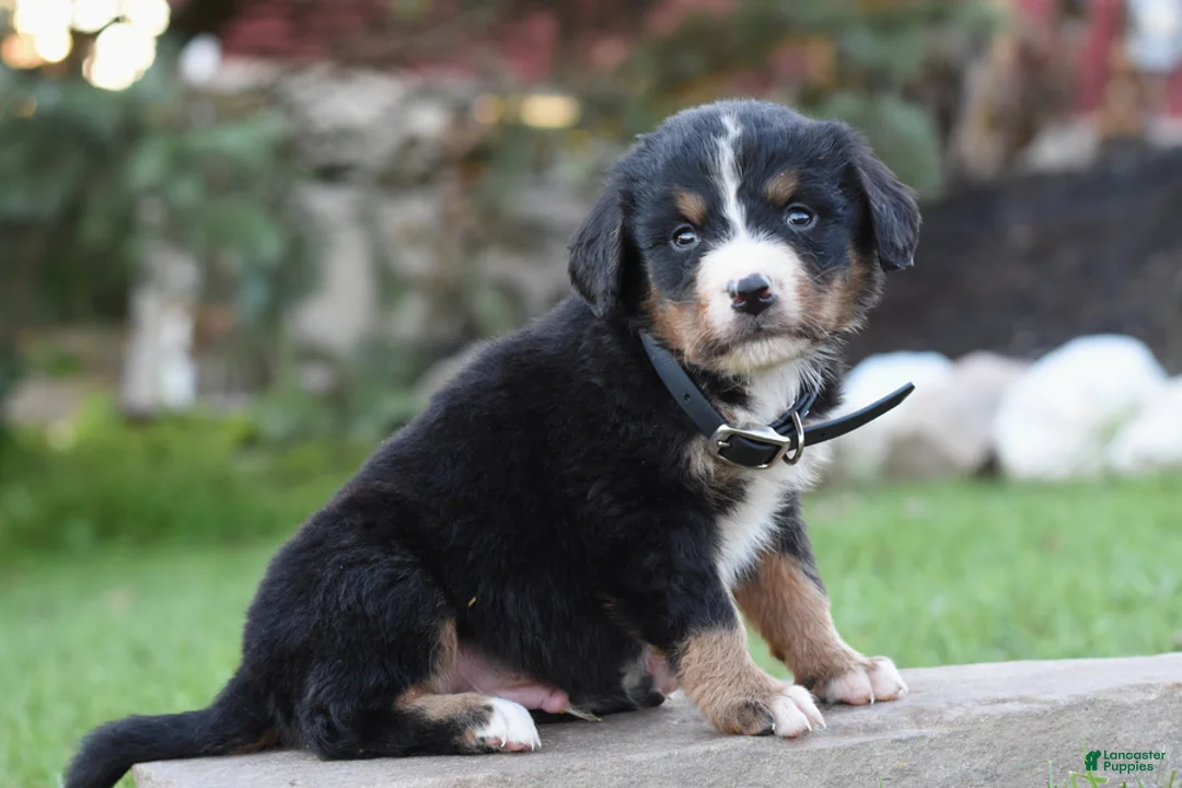 Bernese Mountain Dog dogs for sale: Bambi - Ad 1