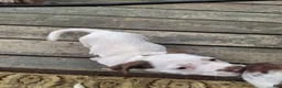 Jack Russell Terrier dogs for sale: Jack Russell Terrier 4 - Ad 3