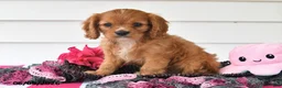 Cavalier King Charles Spaniel dogs for sale: Terry - Ad 5