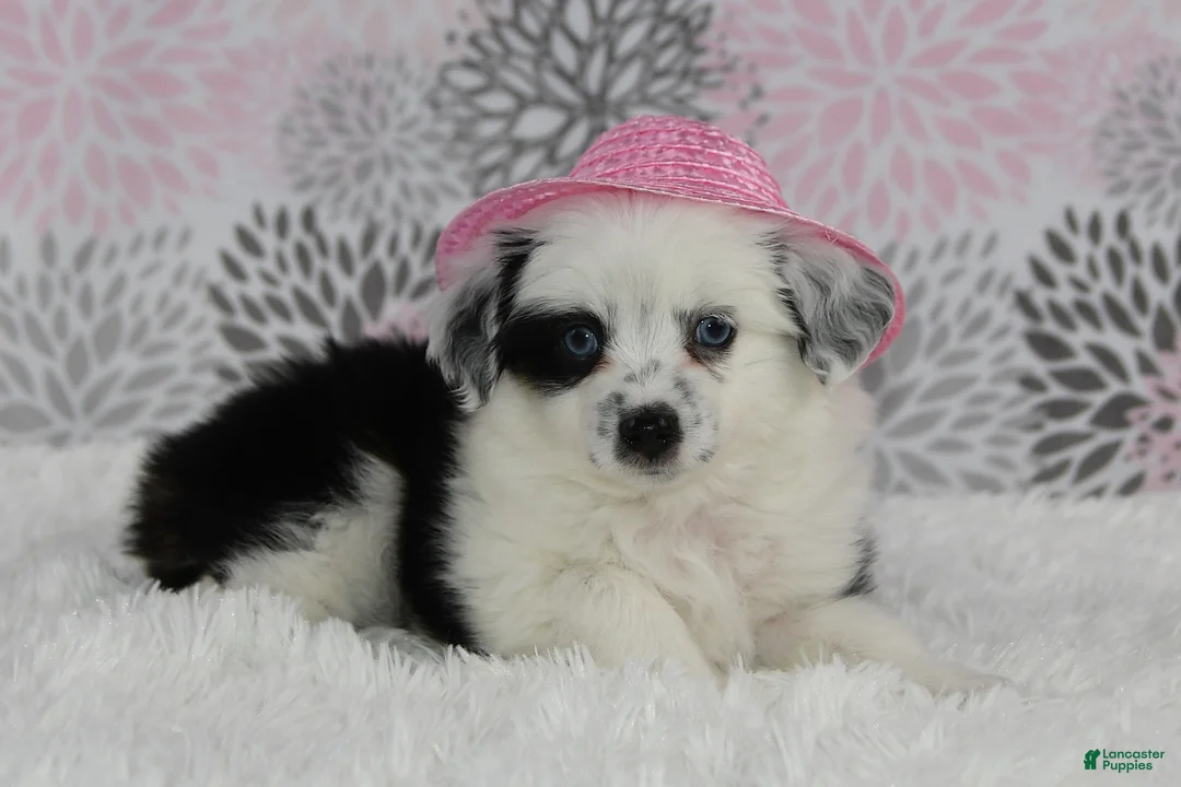 Toy Australian Shepherd dogs for sale: Brandi - Ad 11