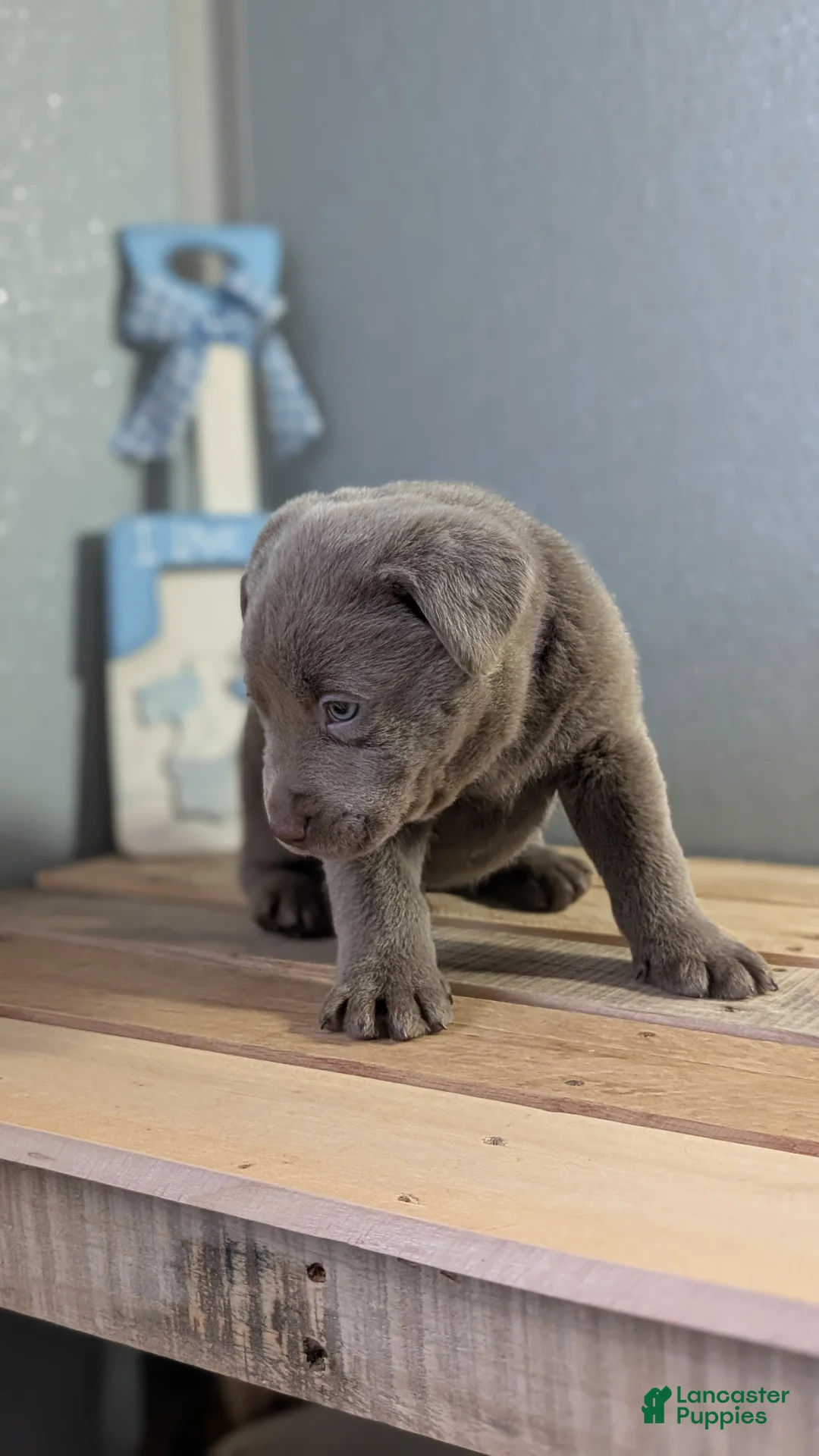 Labrador Retriever dogs for sale: Kooper - Ad 6