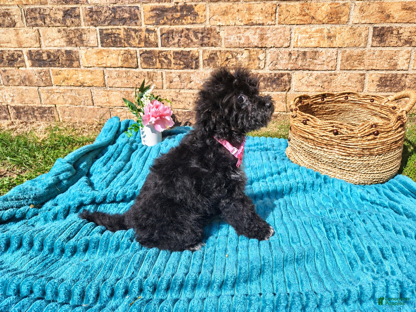 Maltipoo dogs for sale: Female 1  - Ad 2