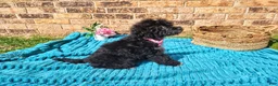 Maltipoo dogs for sale: Female 1  - Ad 2