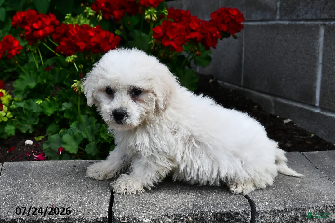 Teddy Bear dogs for sale: Alex - Ad 3