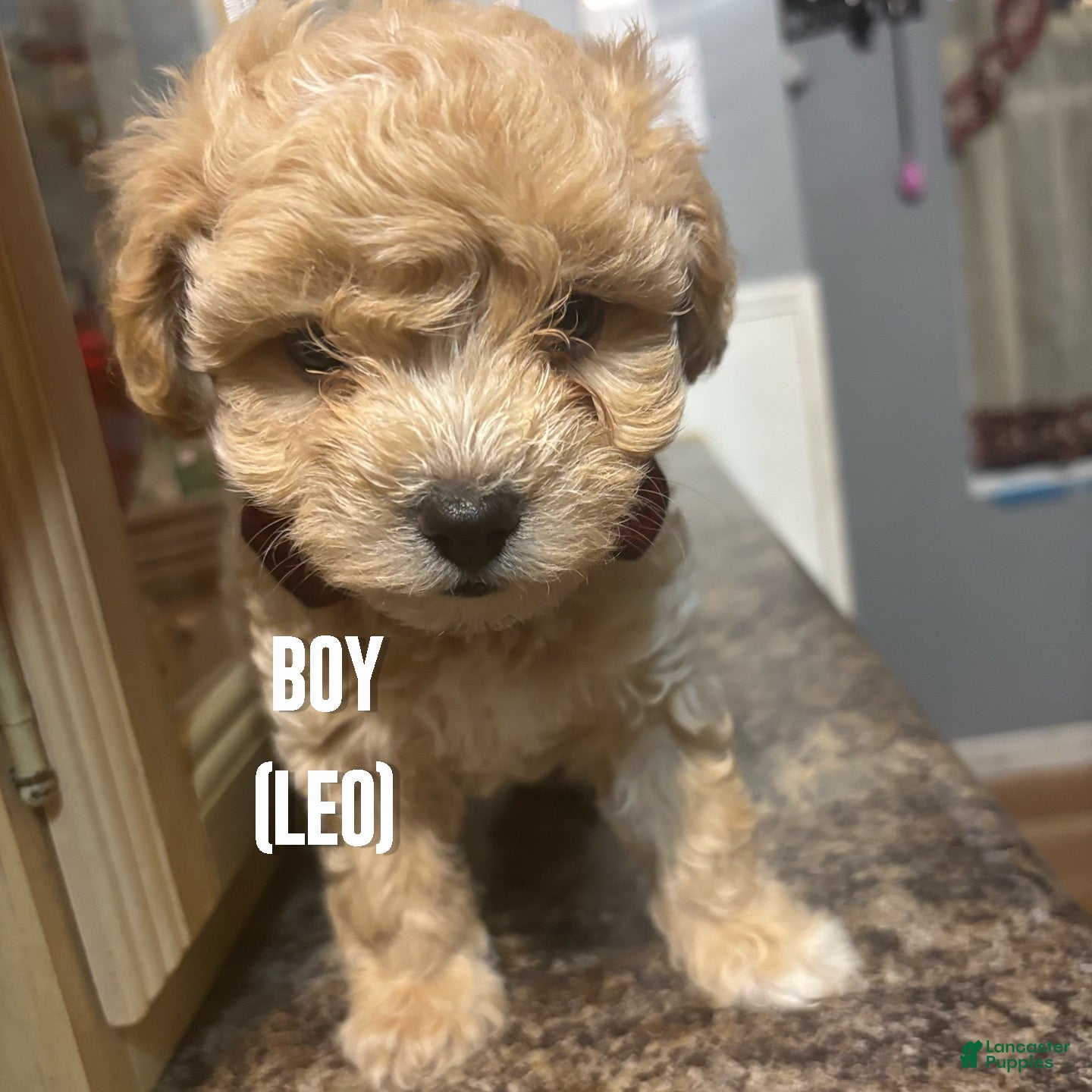 Shihpoo dogs for sale: Leo - Ad 3