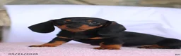 Miniature Dachshund dogs for sale: Caleb - Ad 3
