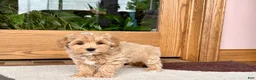 Havapoo dogs for sale: Havapoo Puppy 1 - Ad 1