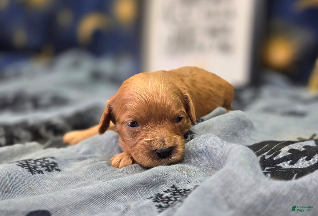 Cavapoo dogs for sale: Beanie - Ad 2