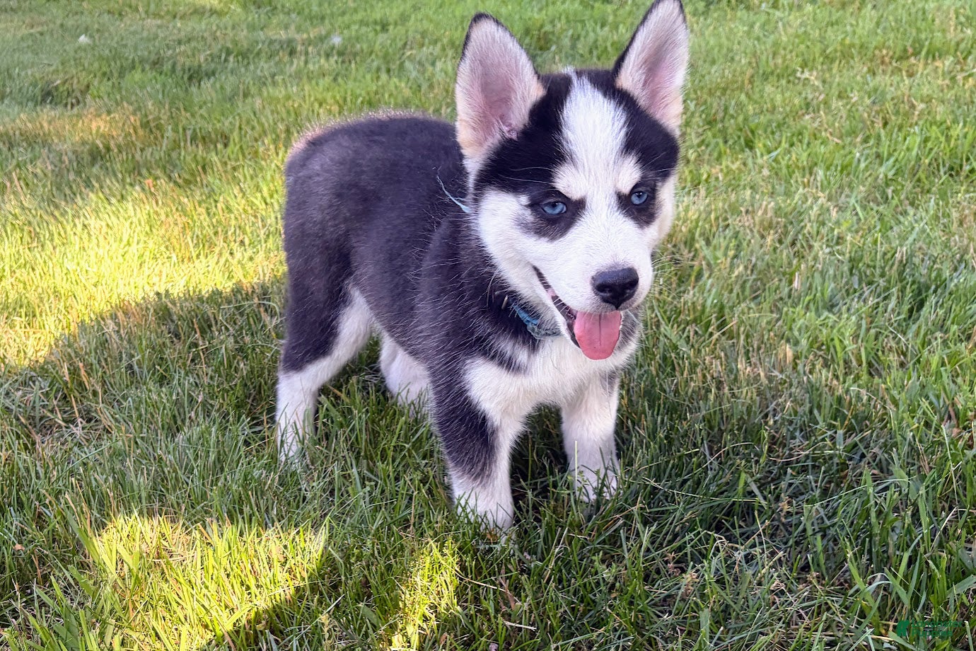 Pomsky dogs Clover - Ad 2