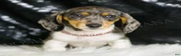 Miniature Dachshund dogs for sale: Speckles AKC  - Ad 5