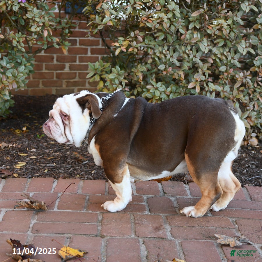 English Bulldog dogs Jasper - Ad 3