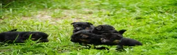 German Shepherd dogs for sale: German Shepherd 1 - Ad 4
