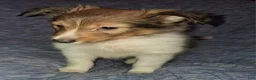 Shetland Sheepdog dogs for sale: Articus - Ad 7