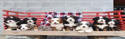 Mini Bernedoodle dogs for sale: Gretchen - Ad 4