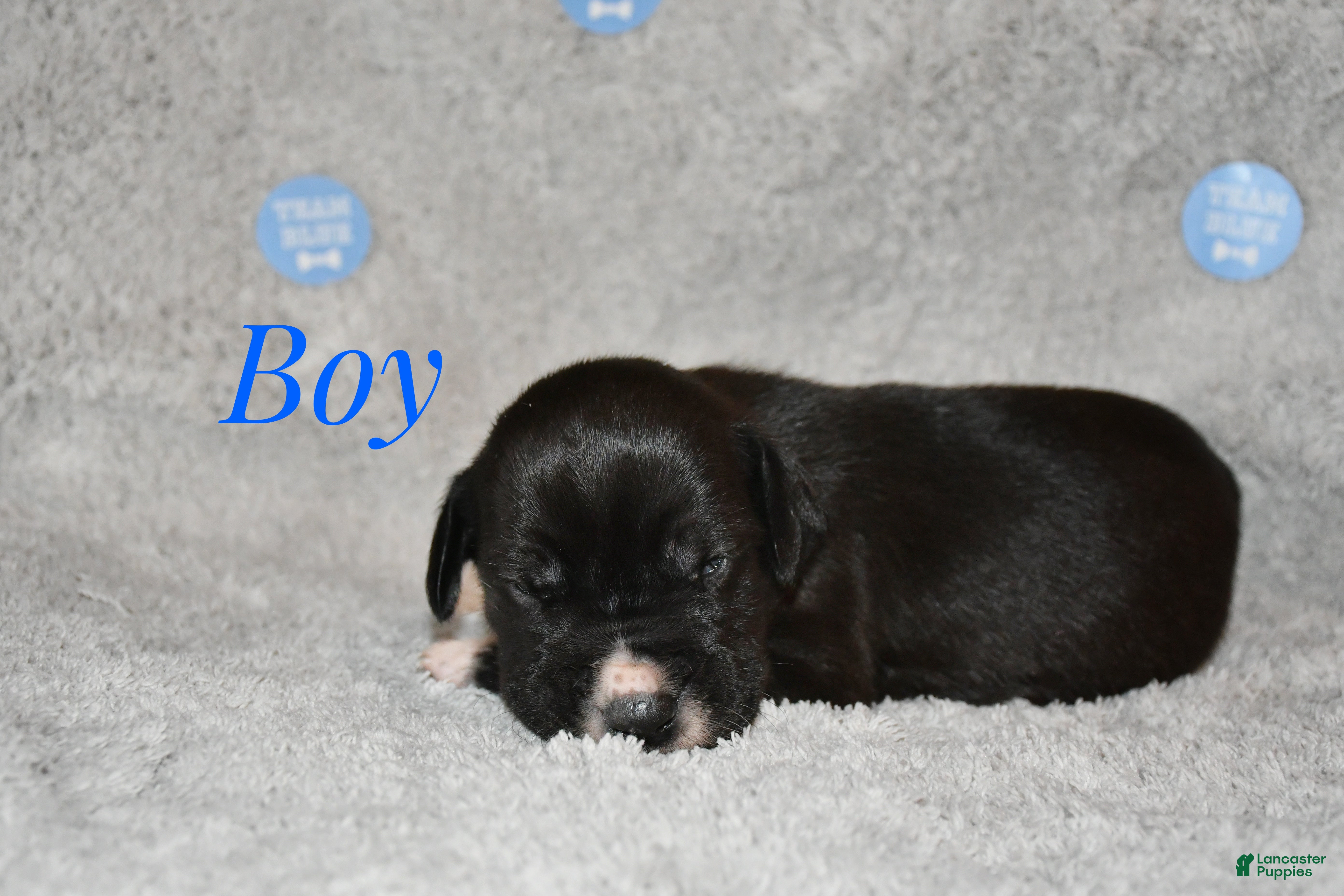 Great Dane dogs Male with white nose  - Ad 34