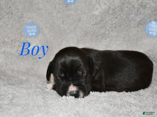 Great Dane dogs Male with white nose - Ad 34