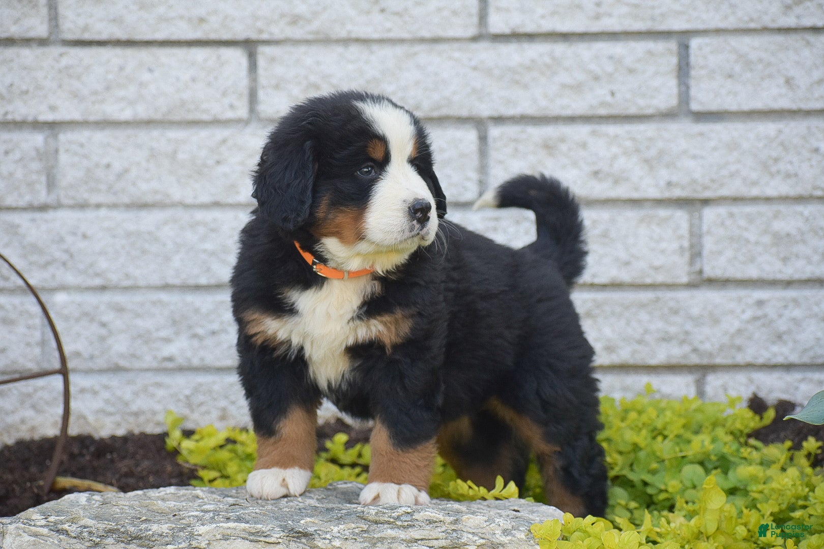 Bernese Mountain Dog dogs for sale: Scarlett - Ad 2