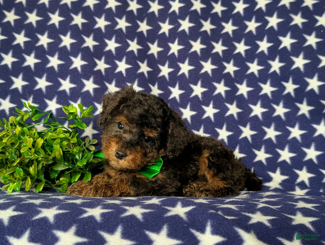 Miniature Poodle dogs for sale: Wilson - Ad 4