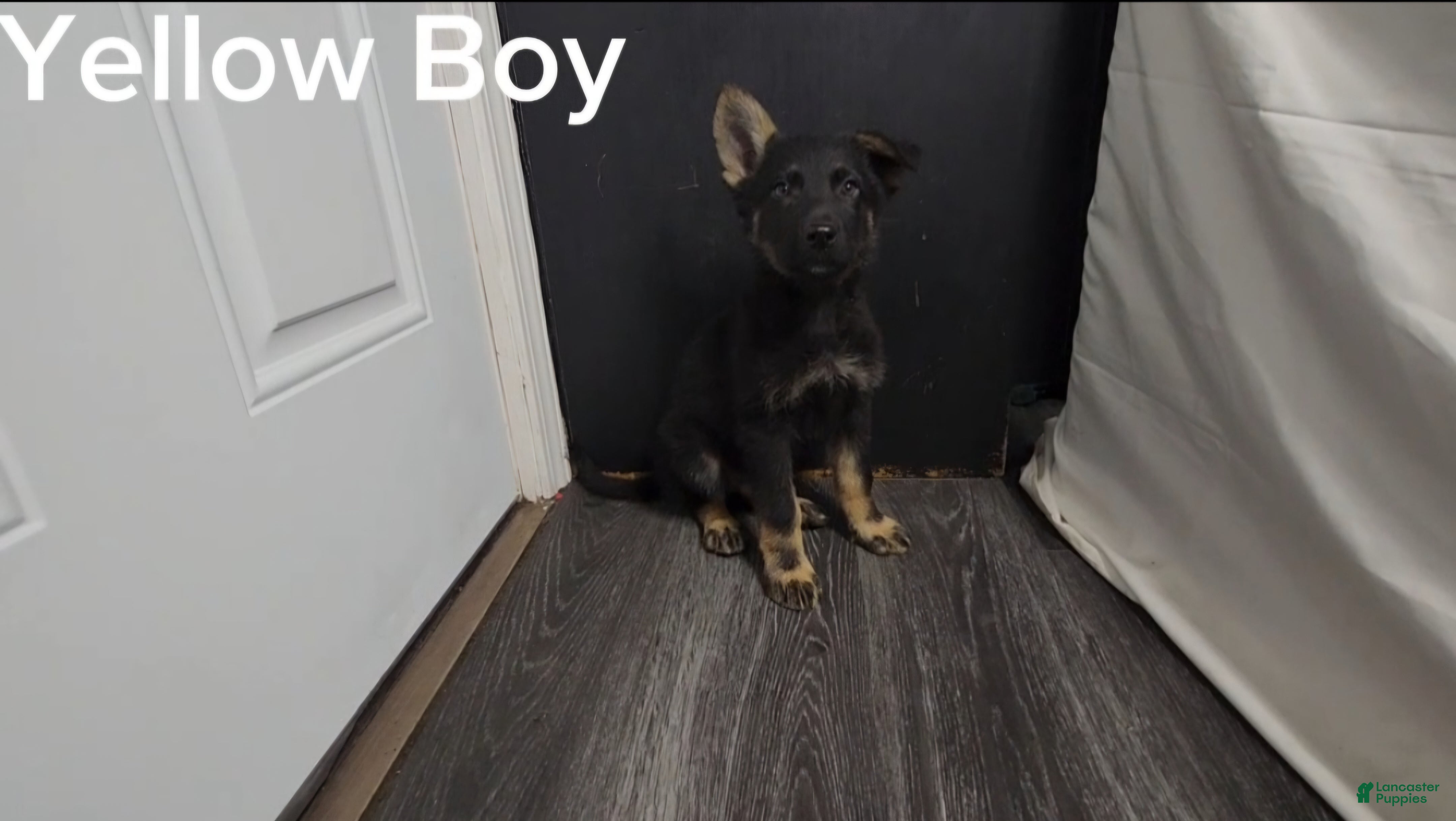 German Shepherd dogs for sale: Yellow Boy - Ad 21