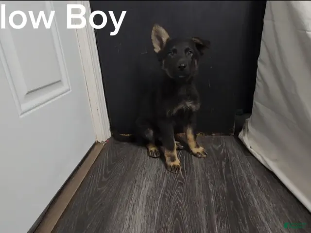 German Shepherd dogs for sale: Yellow Boy - Ad 21