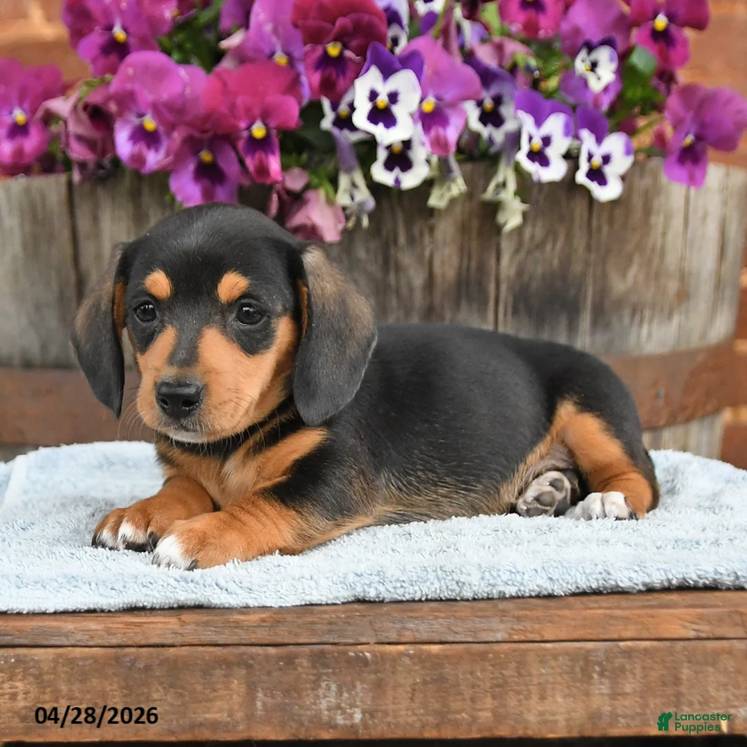 Dachshund dogs for sale: Bingo - Ad 2