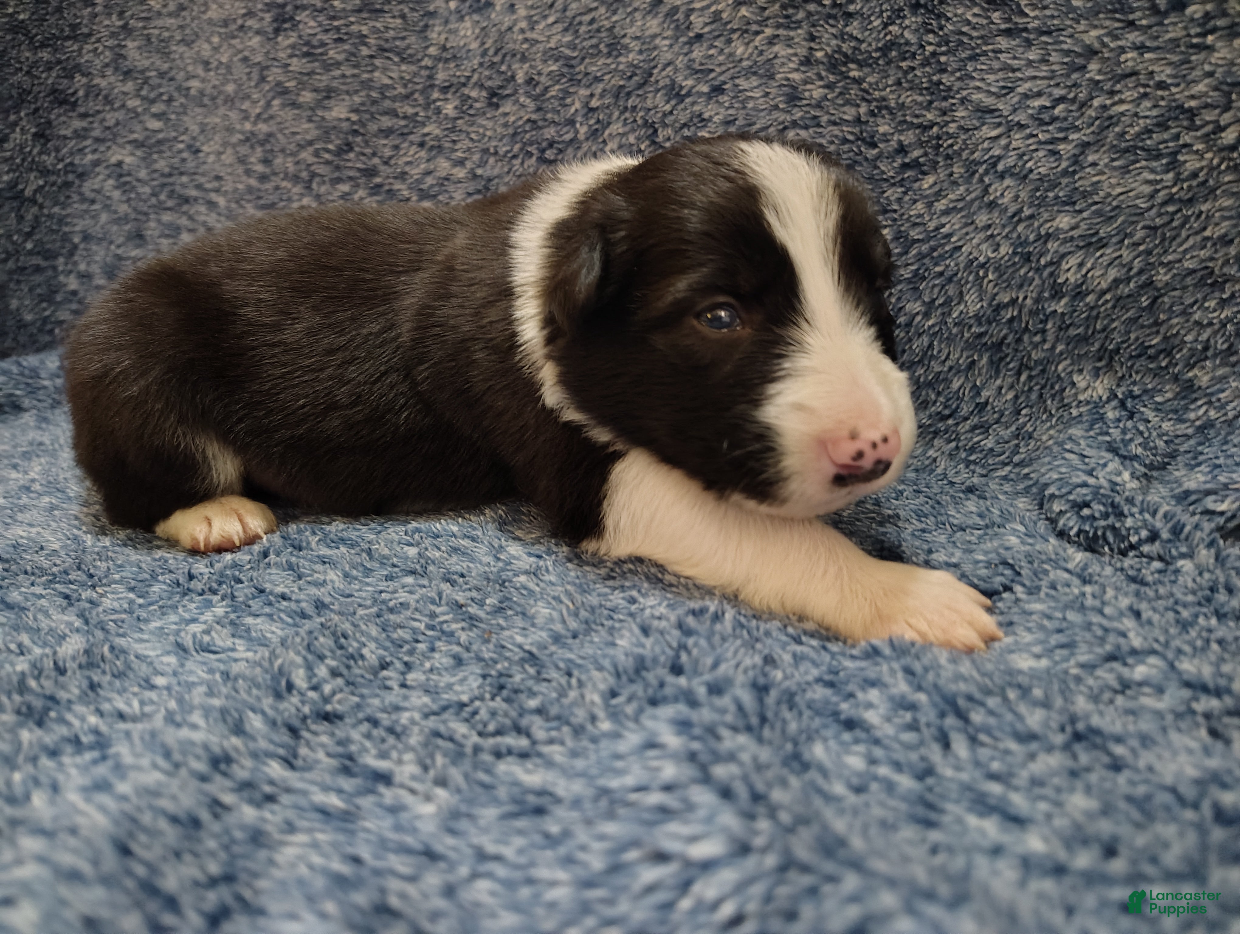 Border Collie dogs Alfie - Ad 1