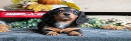 Miniature Dachshund dogs for sale: Bella - Ad 2