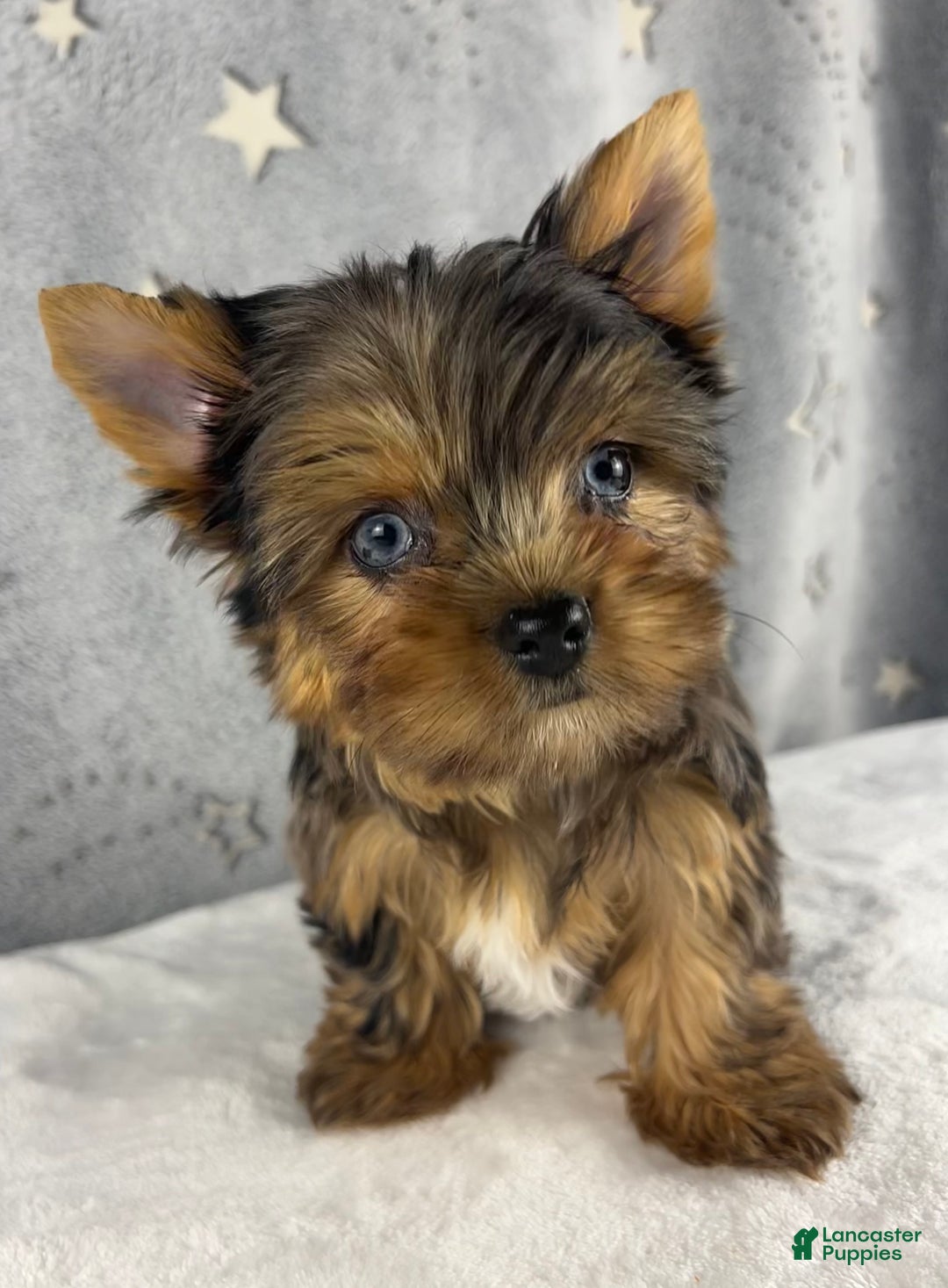 Yorkshire Terrier dogs for sale: Poppy - Ad 8