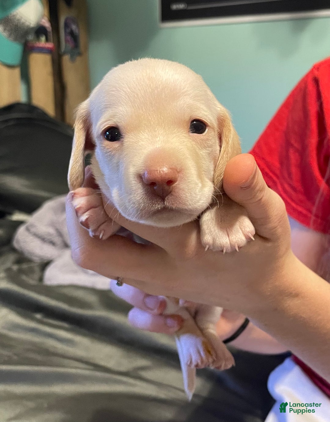 Dachshund dogs for sale: Scout - Ad 1