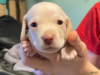 Dachshund dogs Scout - Ad 1