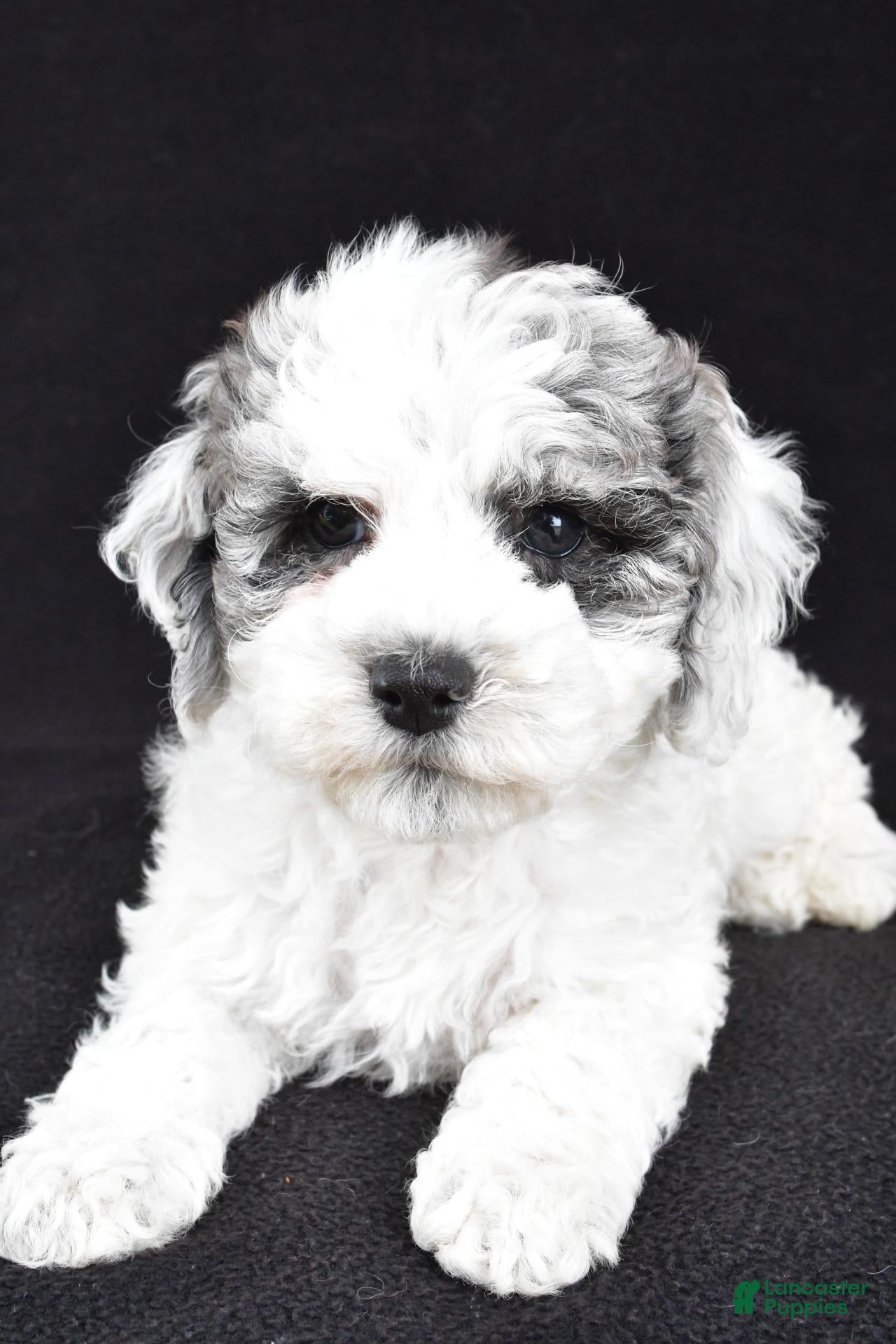 Cockapoo dogs for sale: Molly - Ad 2