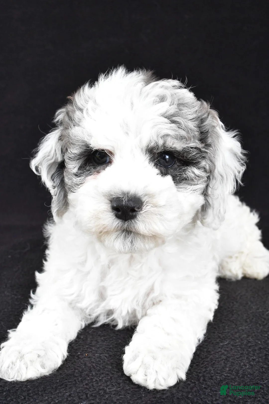 Cockapoo dogs for sale: Molly - Ad 2