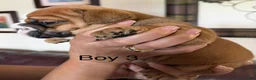 English Bulldog dogs for sale: Puppy 6 - Ad 2