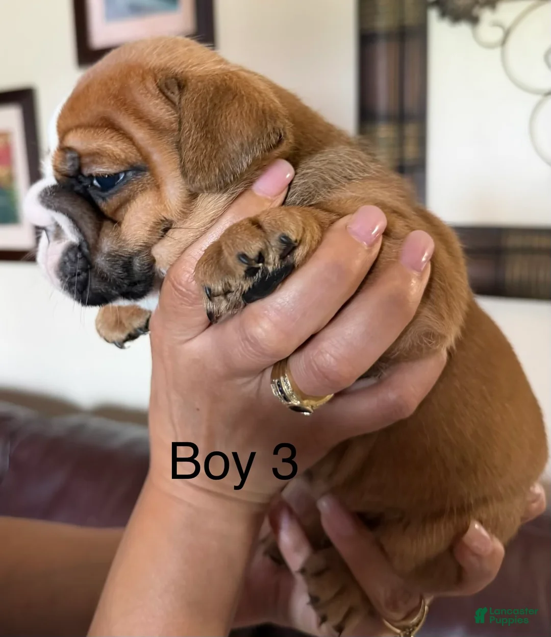 English Bulldog dogs for sale: Puppy 6 - Ad 2