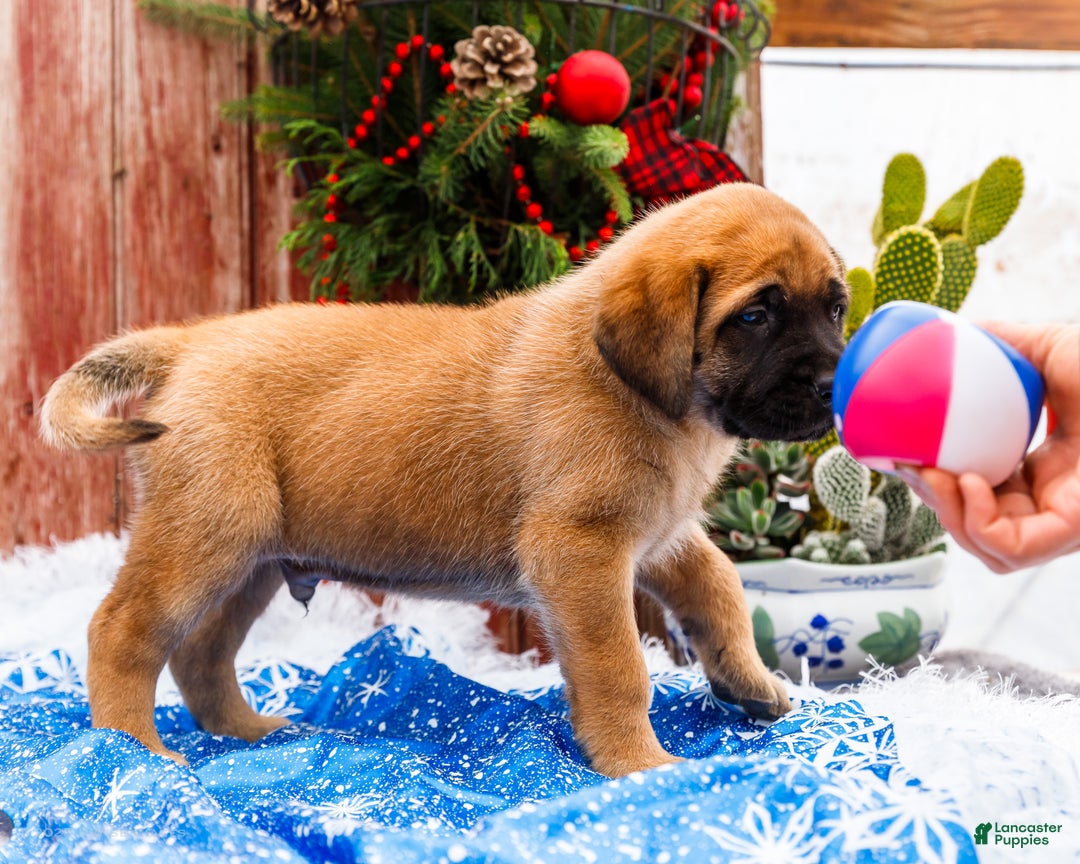 English Mastiff dogs for sale: Mr Putter - Ad 4