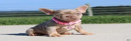 French Bulldog dogs for sale: Tanya - Ad 3