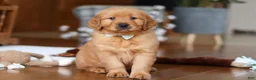 Golden Retriever dogs for sale: King - Ad 2