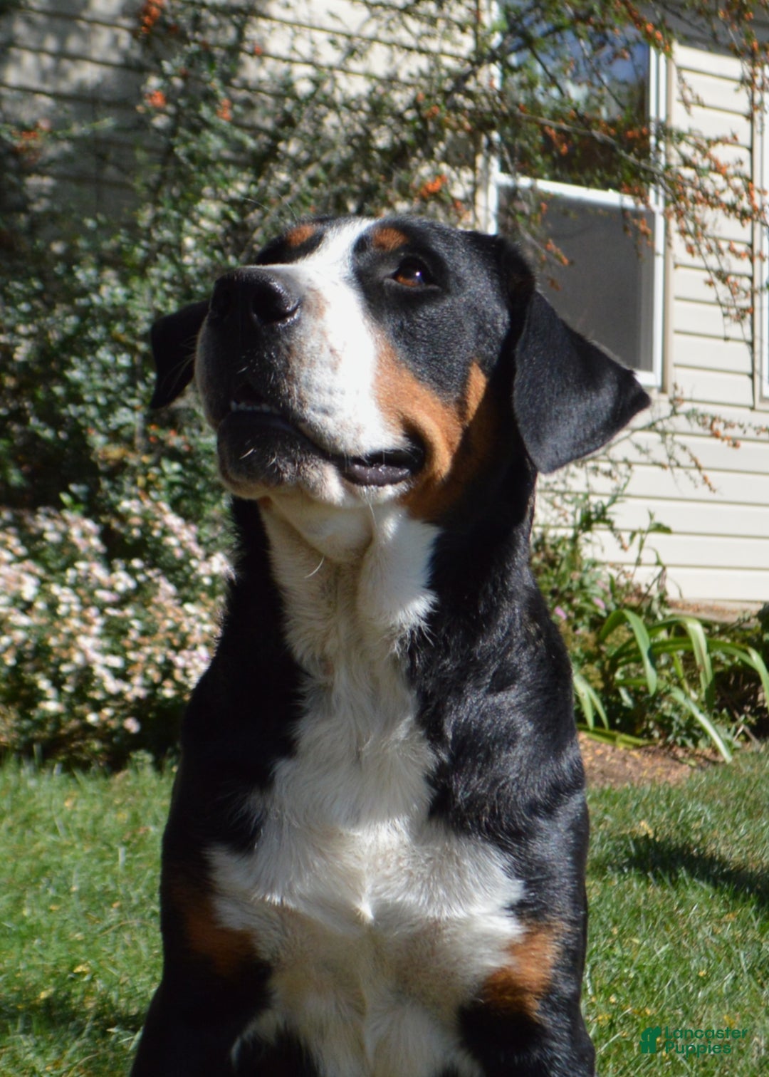Greater Swiss Mountain Dog dogs for sale: Gloria - Ad 7
