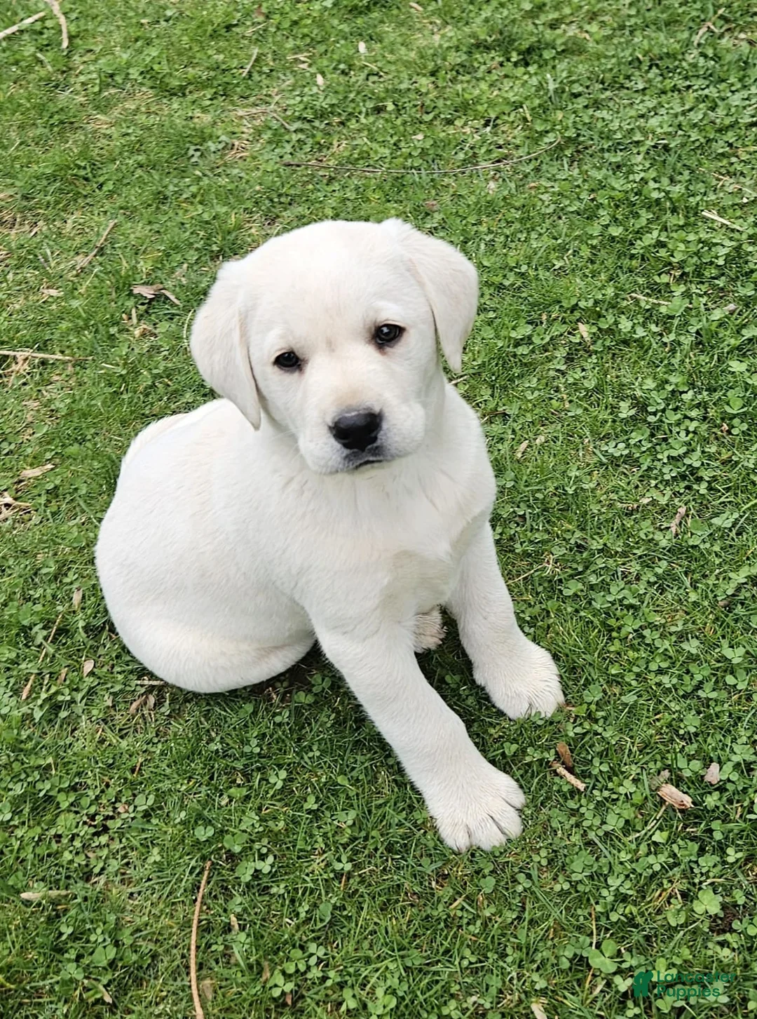 Labrador Retriever dogs for sale: Blake  - Ad 2