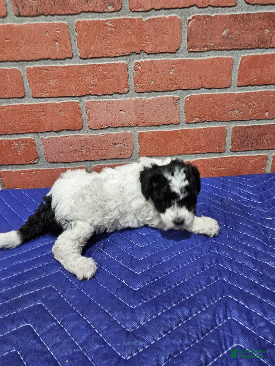 Toy Poodle dogs for sale: Toy Poodle Puppy 3 - Ad 2