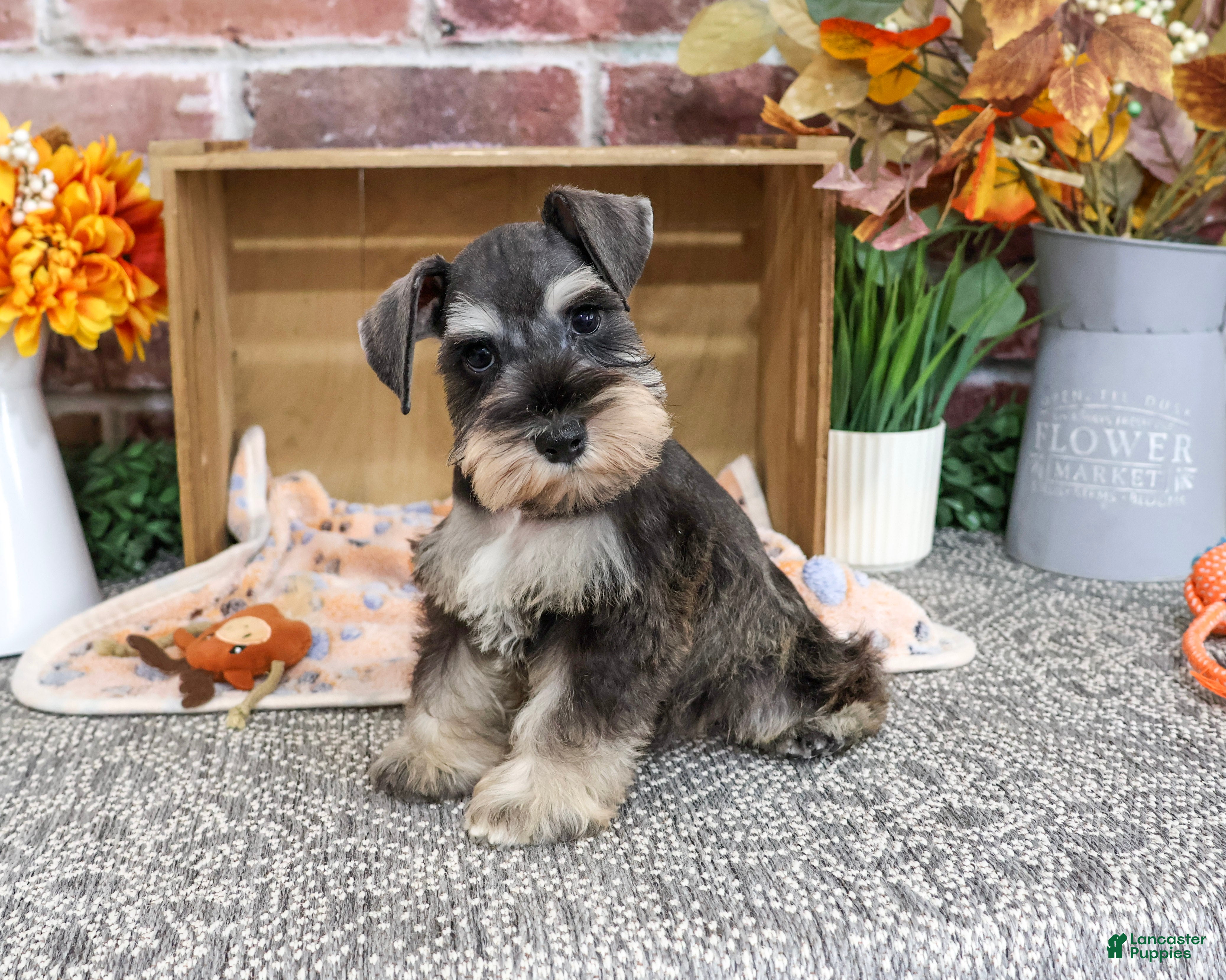 Miniature Schnauzer dogs Luther - Ad 31