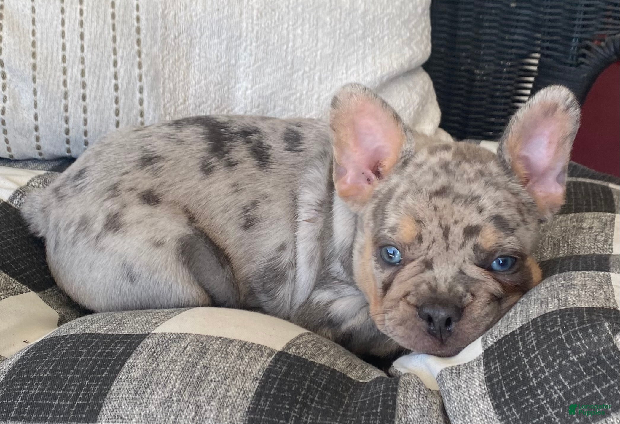 French Bulldog dogs AKC Melman  - Ad 2