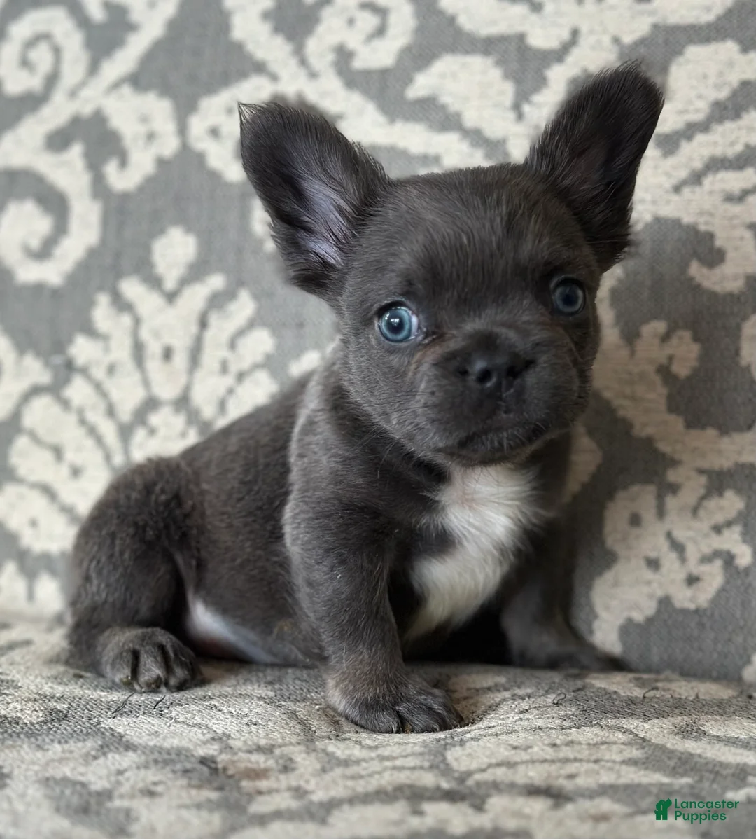 French Bulldog dogs for sale: Cobalt - Ad 2