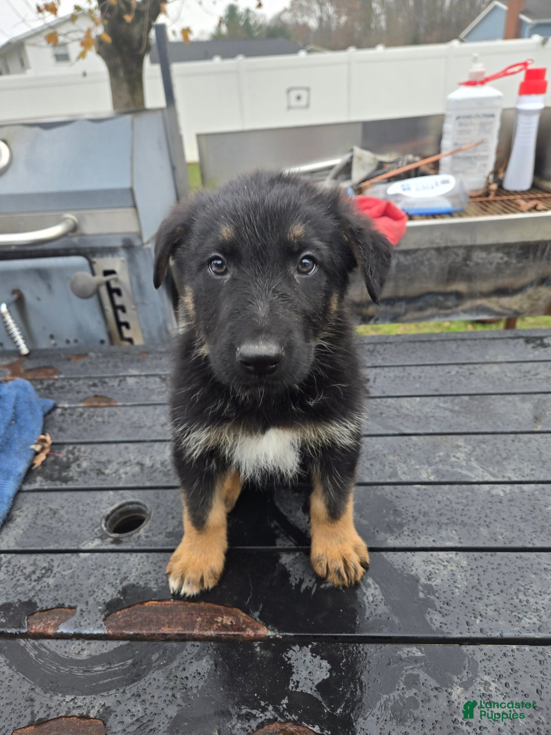 German Shepherd dogs for sale: Schmitt - Ad 7