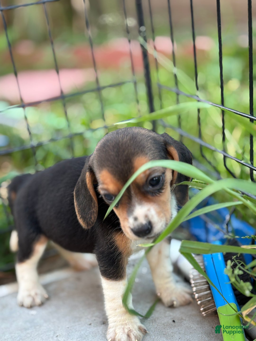 Beagle dogs for sale: Honey - Ad 2