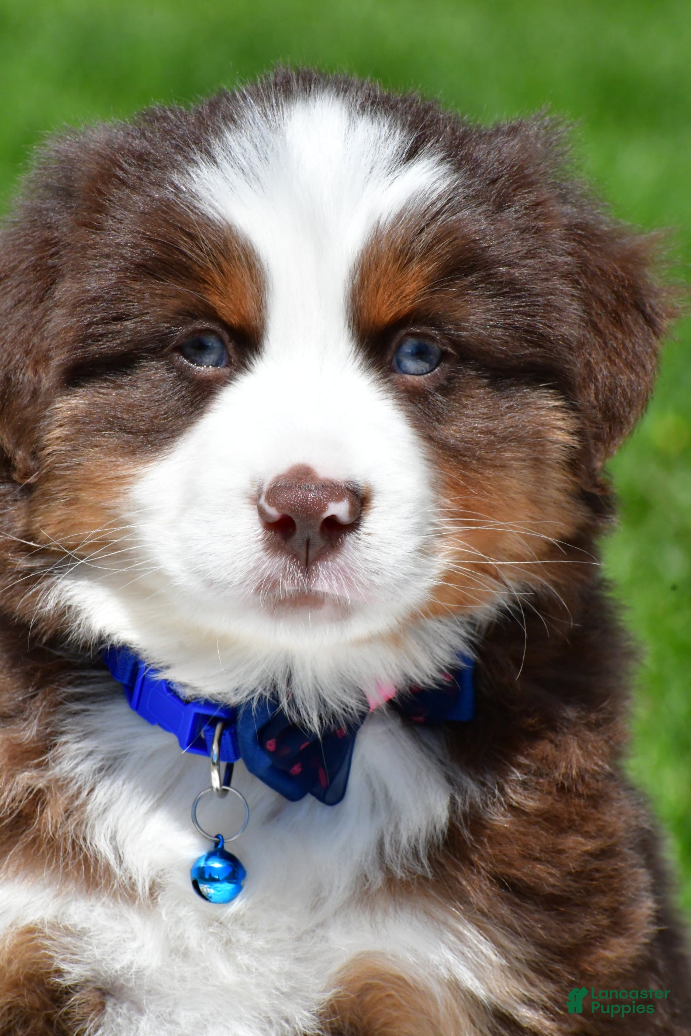 Miniature Australian Shepherd dogs for sale: Champ - Ad 10
