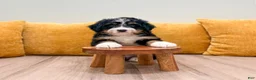 Mini Bernedoodle dogs for sale: Jackson - Ad 4