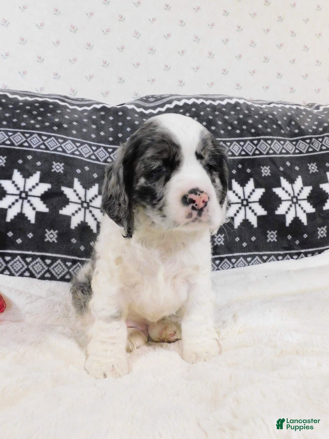 Cocker Spaniel dogs for sale: Cookies-n-Creme - Ad 6