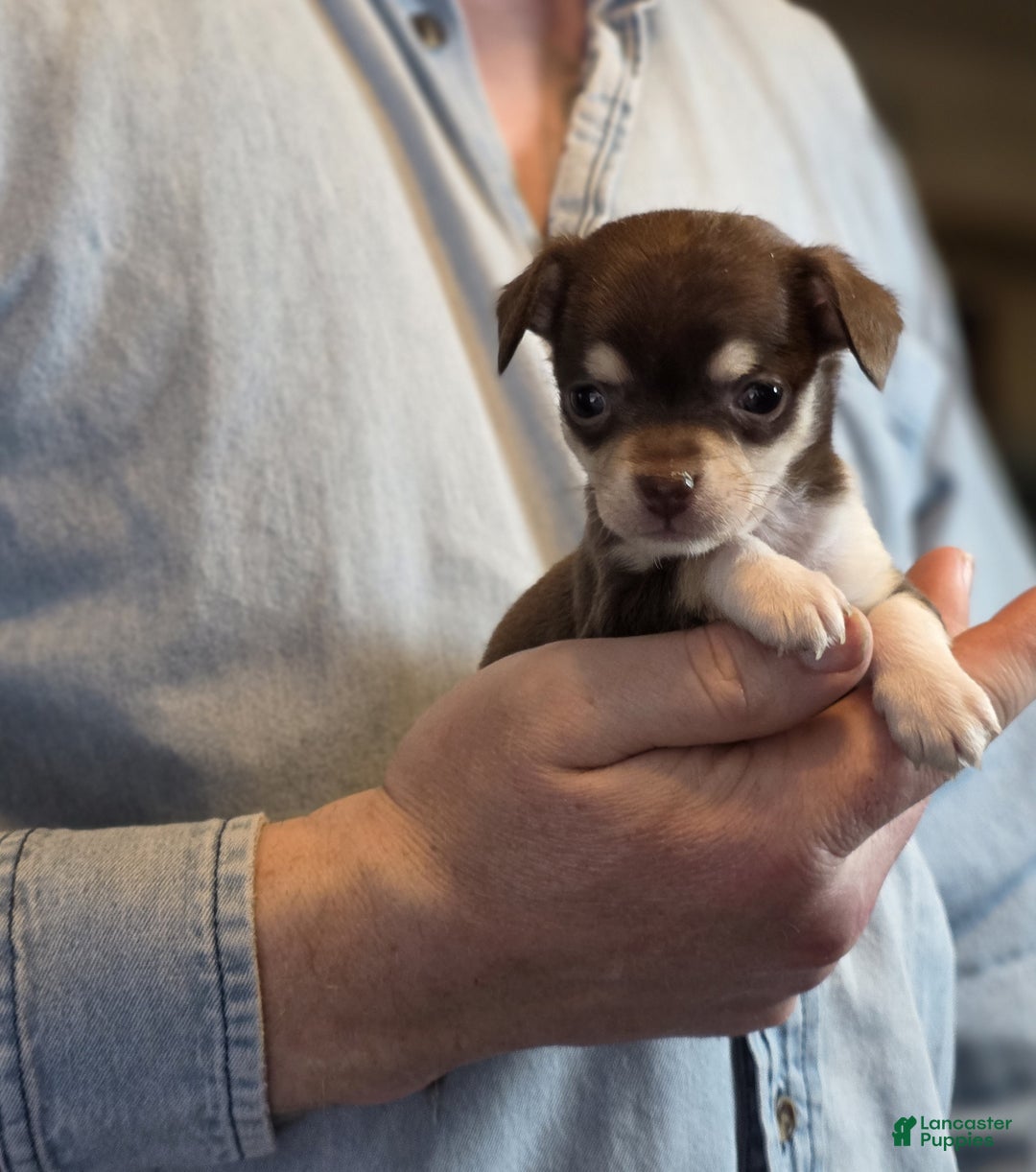 Chihuahua dogs for sale: Dark Choco Nugget - Ad 11