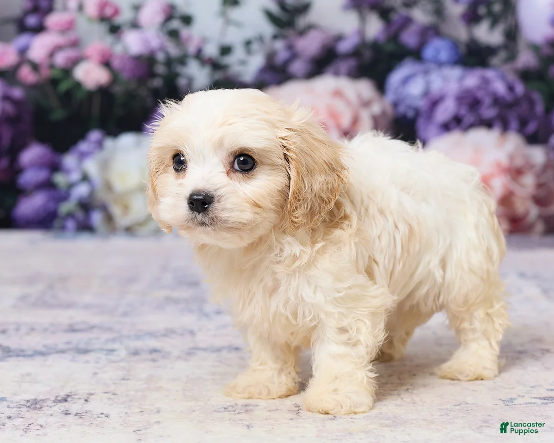 Cavachon dogs for sale: Ava - Ad 5